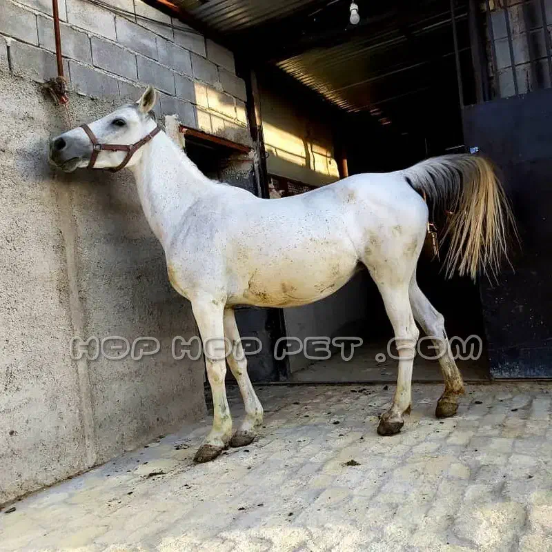 فروش مادیون سفید|اسب و تجهیزات اسبسواری|خاتم, |دیوار