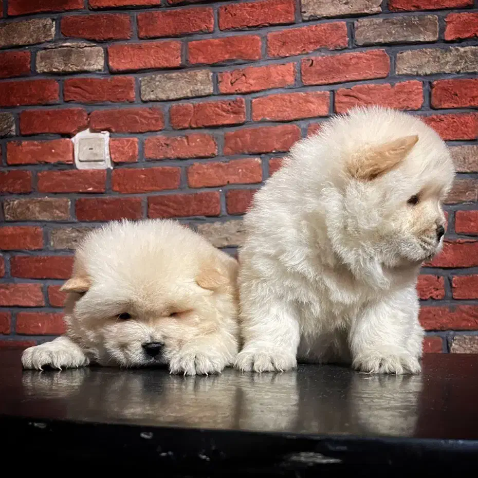 چاوچاو چمپیون|سگ|تهران, زعفرانیه|دیوار