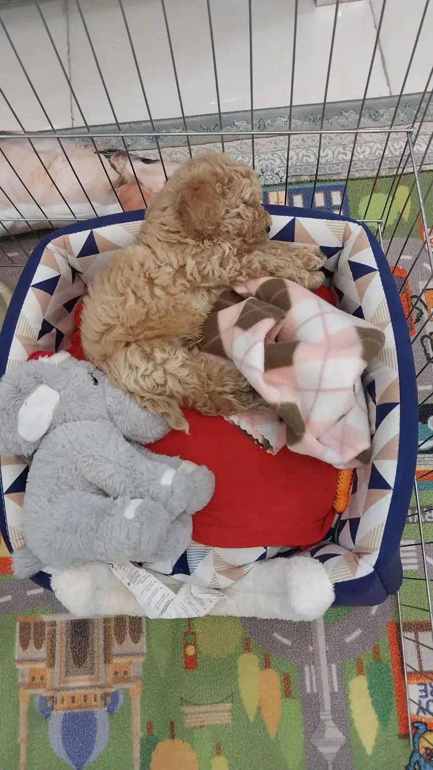 پودل|سگ|پرند, فاز ۶|دیوار