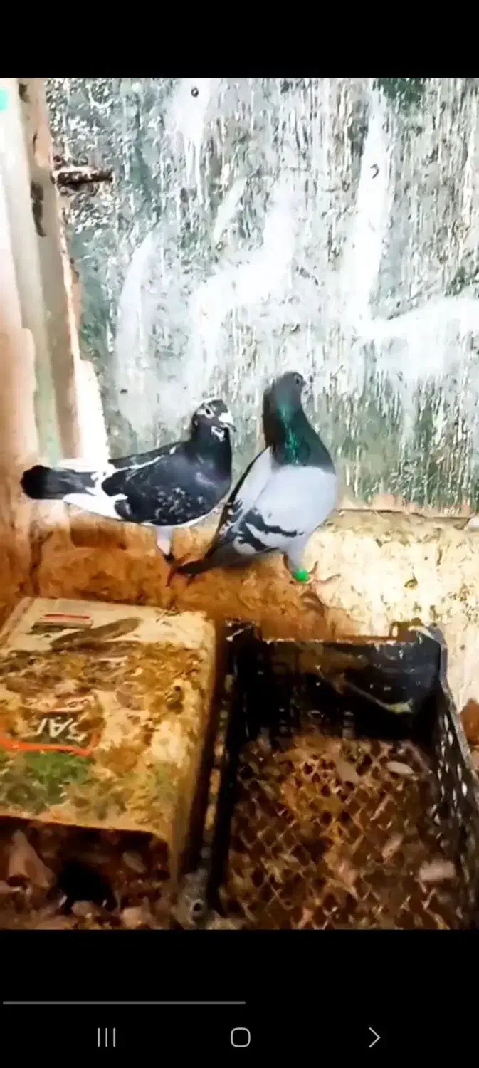 سرور سار گراف سوسکی سه رگ ابلغ|پرنده|مشهد, سجاد شهر|دیوار