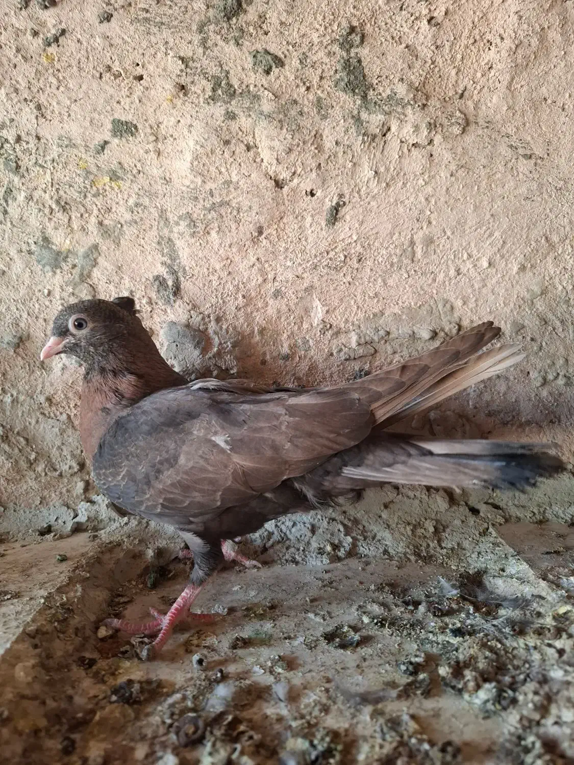 جوجه زاغ|پرنده|قلعه قاضی, |دیوار