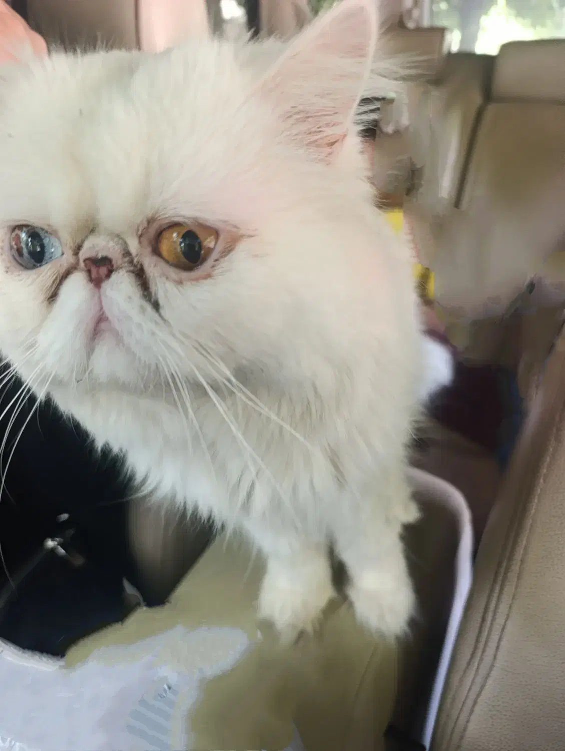 گربه پرشین نر|گربه|تربت جام, بیست متری منبع آب|دیوار