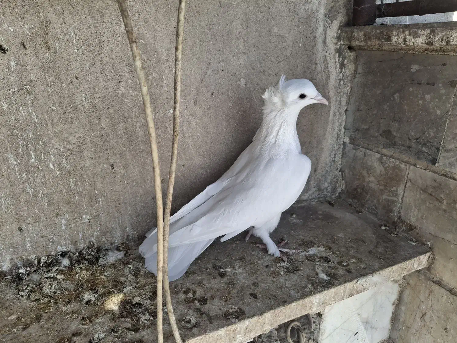 راعبی|پرنده|تهران, اسفندیاری|دیوار