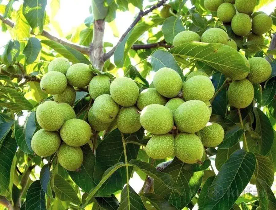 ارقام پر بار و مقاوم به سرما نهالستان پالیز|خدمات باغبانی و درختکاری|قزوین, |دیوار