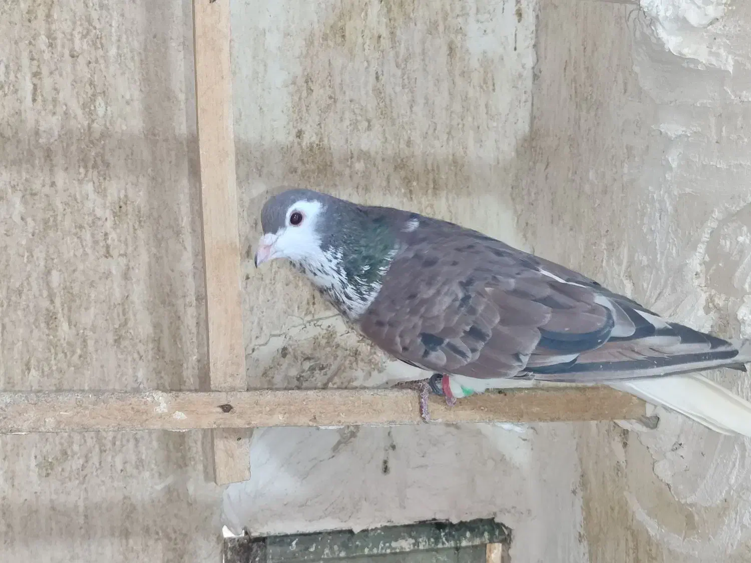 گم کردم دیشب ابناروجلتم بودن به قیمت بالا میخوام|حیوانات|سبزوار, کوی گلستان|دیوار