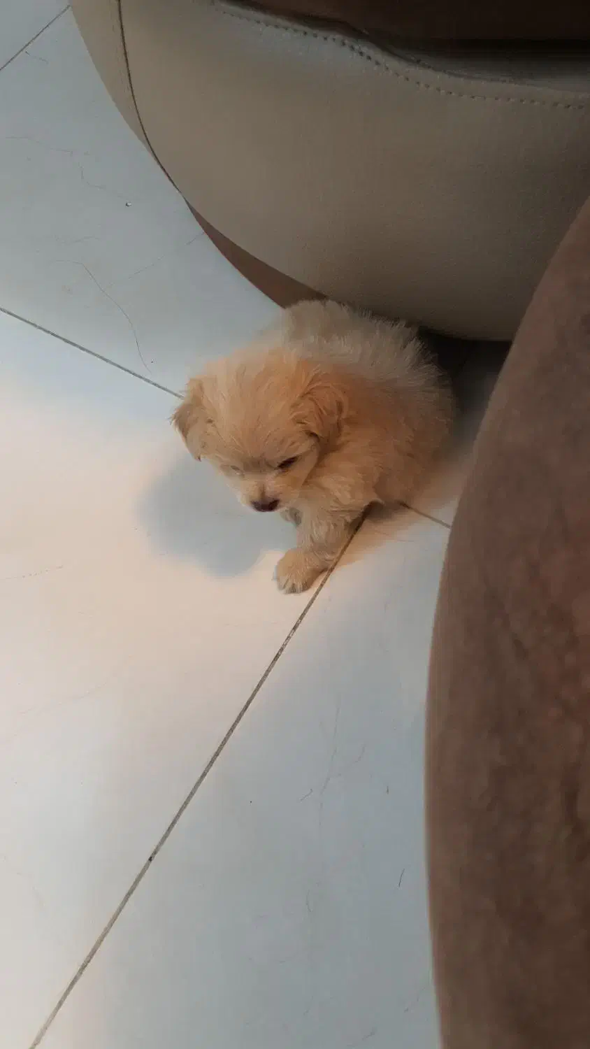 مالتیپو|سگ|قم, انسجام|دیوار