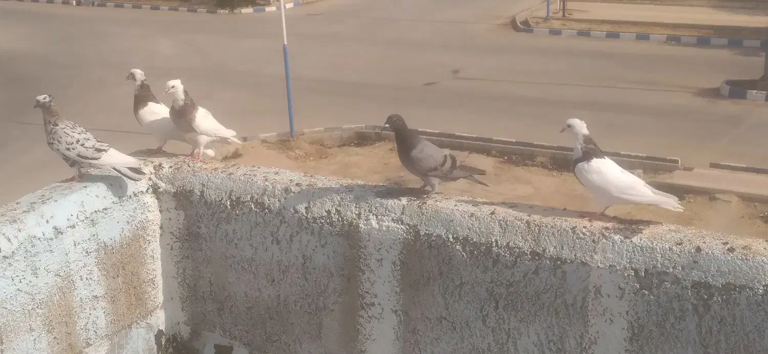 کبوتر|پرنده|باوی, |دیوار