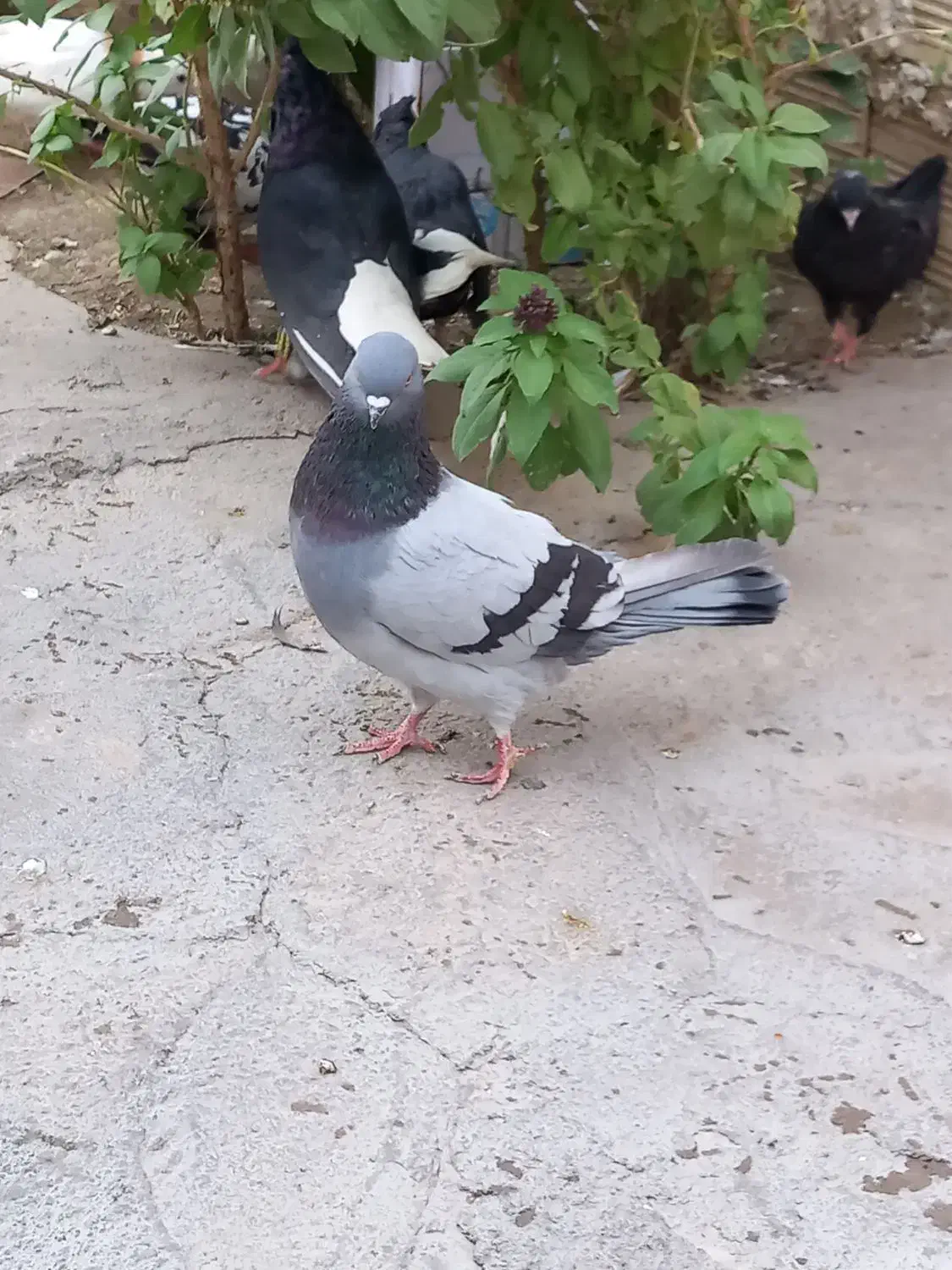 کبوتر سبز|پرنده|جیرفت, |دیوار