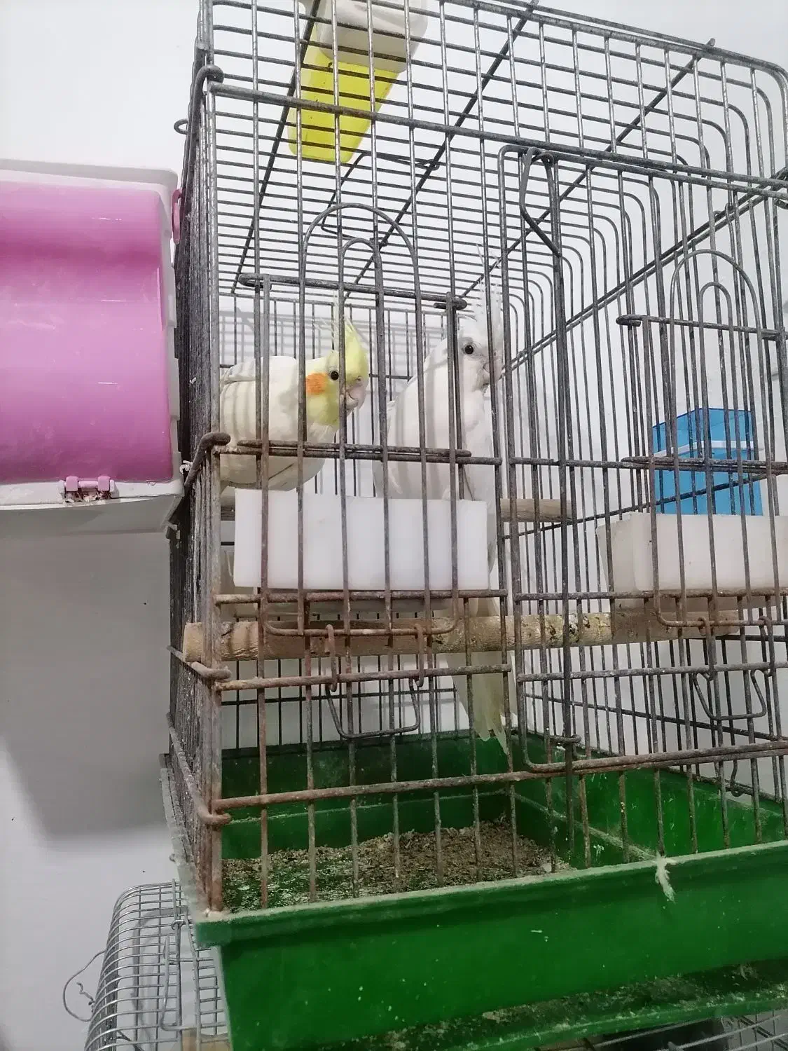 عروس هلندی جفتی مولد|پرنده|شیراز, باغ تخت|دیوار