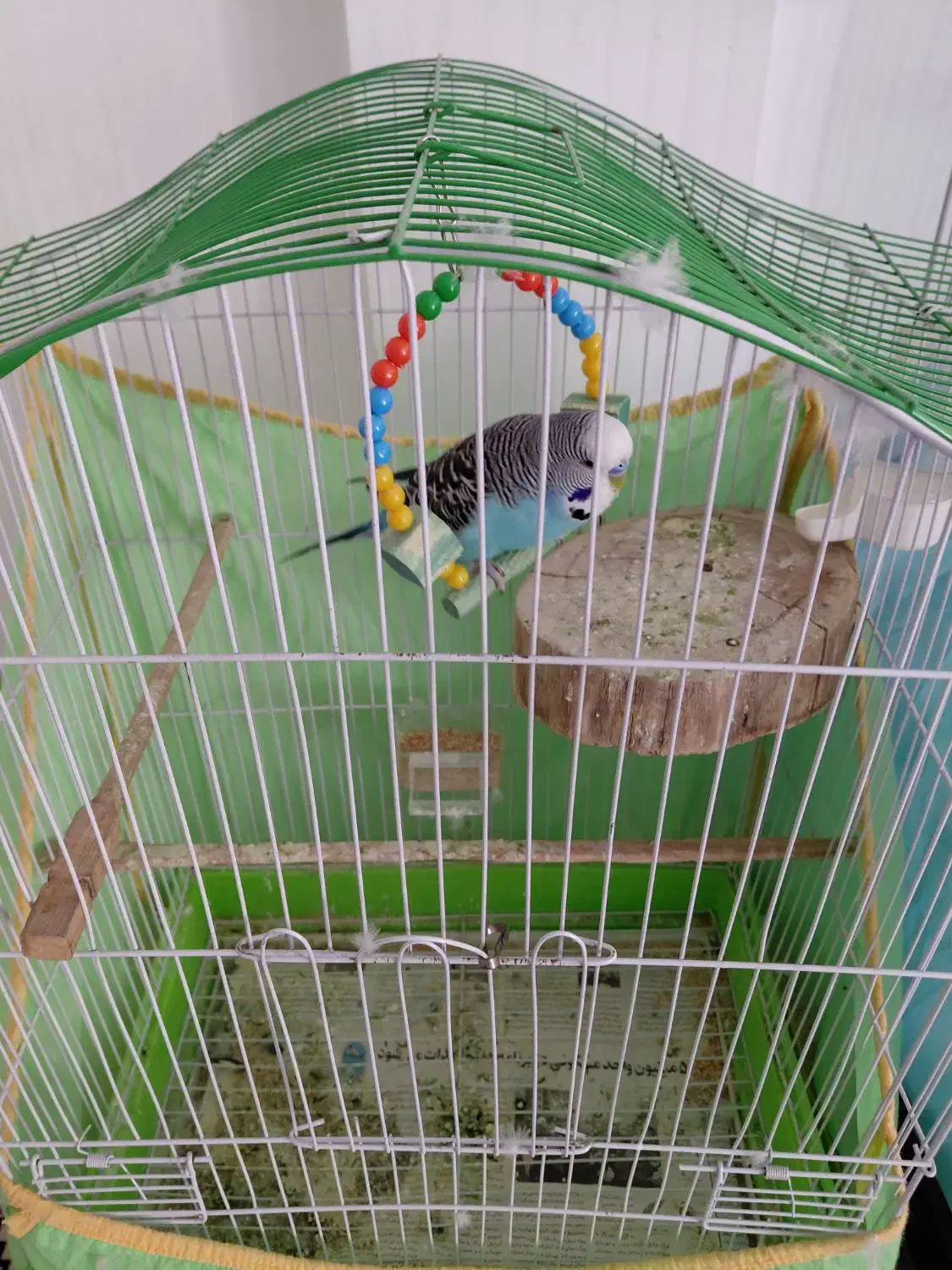 مرغ عشق انگلیسی|پرنده|بابل, |دیوار