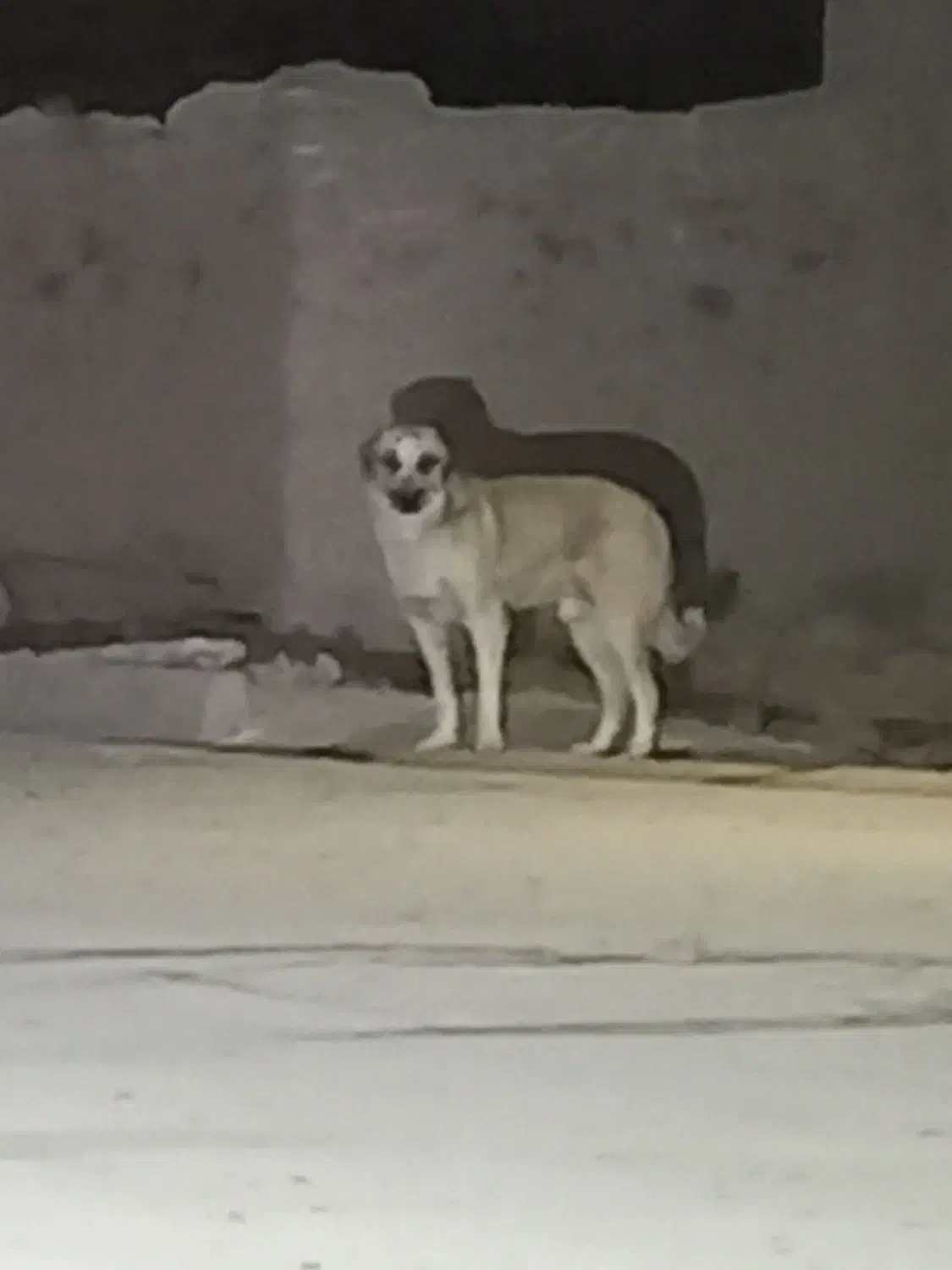 سگ گلهای|سگ|کرفتو, |دیوار