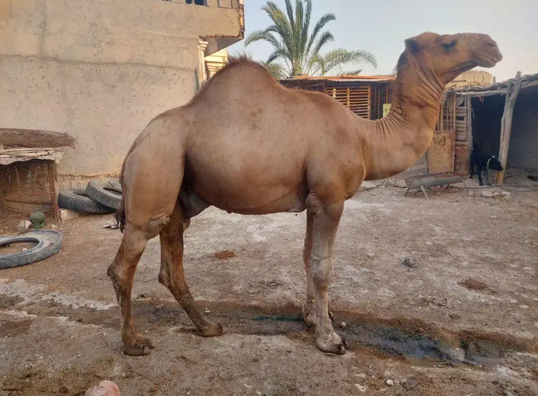 خرید فروش شتر|حیوانات مزرعه|سبزوار, فرهنگیان|دیوار