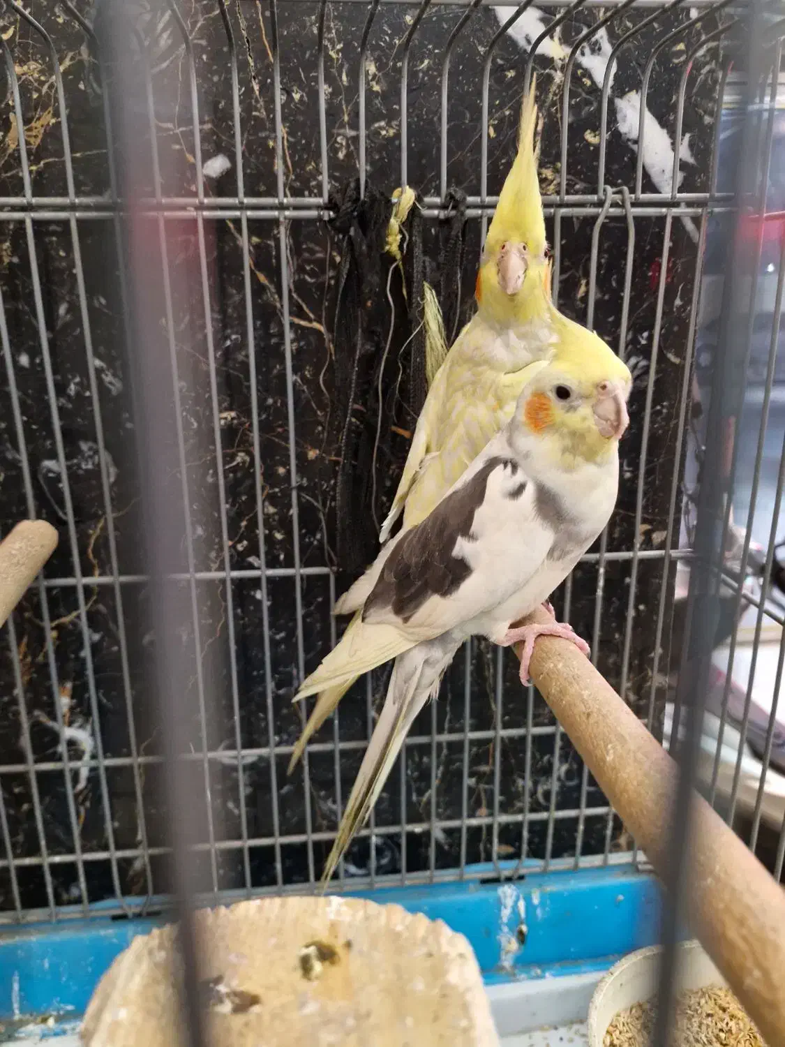 عروس هلندی|پرنده|ری, شهادت|دیوار