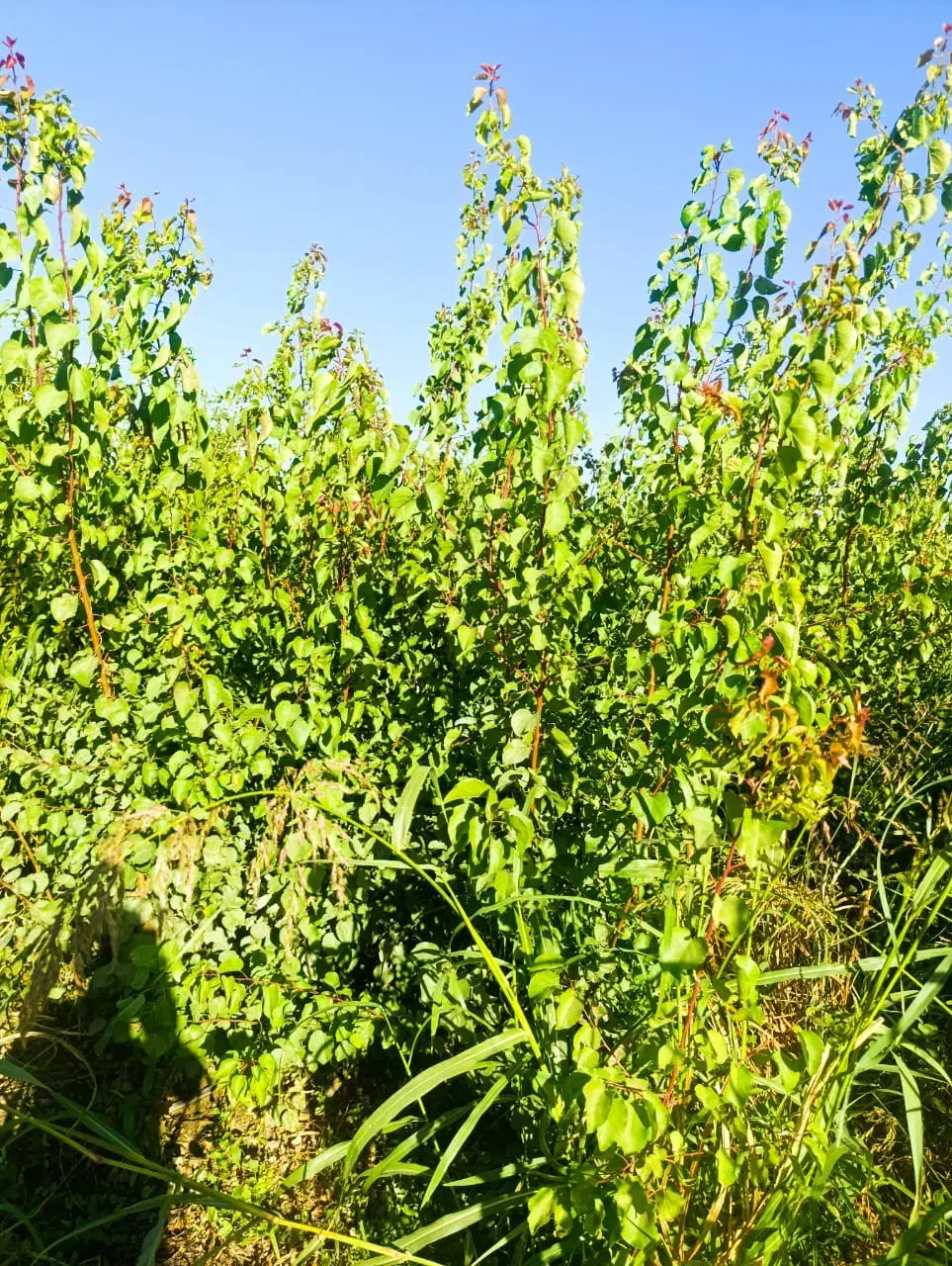 مرکز فروش نهال های اصیل|خدمات باغبانی و درختکاری|جوانرود, |دیوار