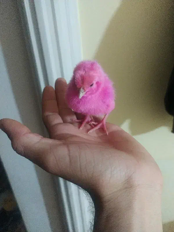 مرغ|پرنده|قرق, |دیوار