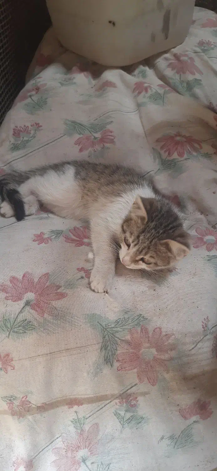 گربه|گربه|نیشابور, باغرود|دیوار