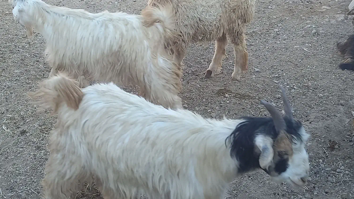 کهره چاق میش چاق بز چاق بره|حیوانات مزرعه|مرودشت, علیآباد|دیوار