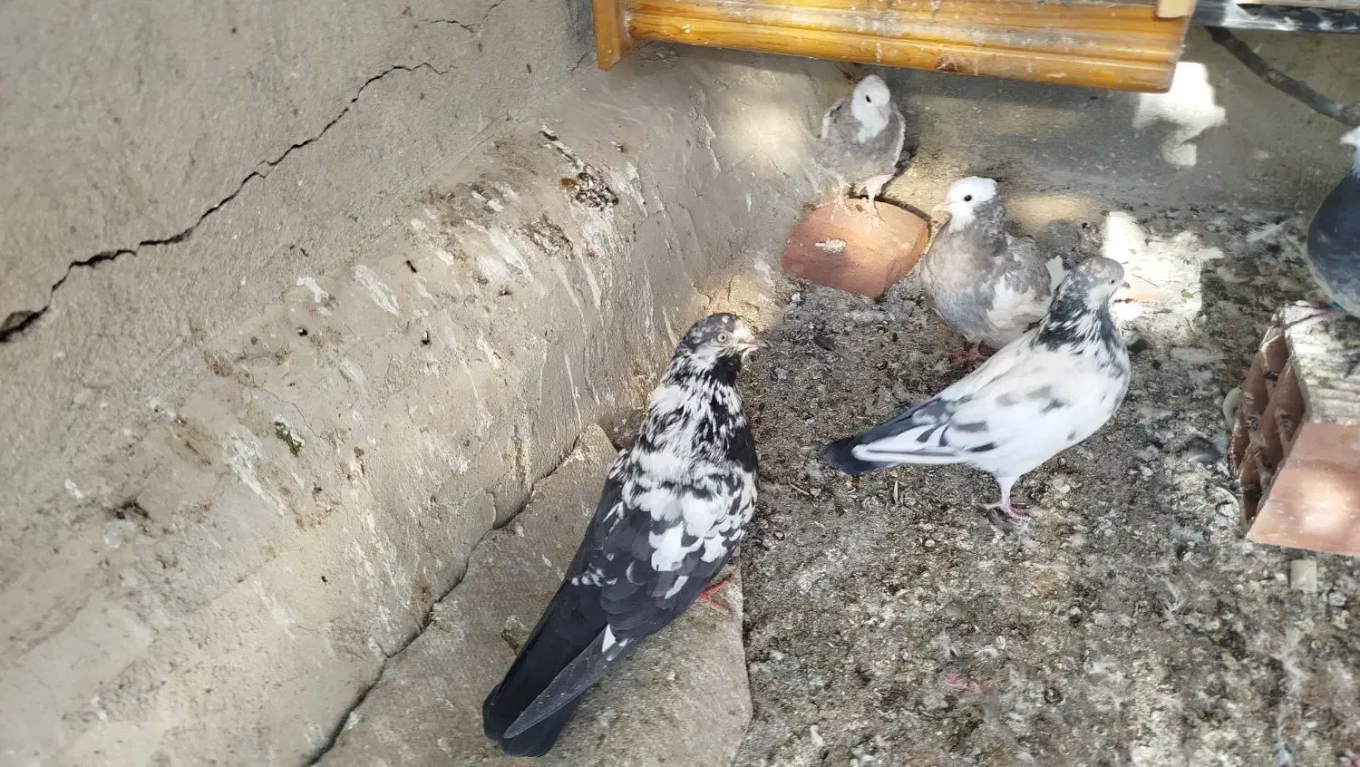 کبوتر|پرنده|کلاردشت, |دیوار