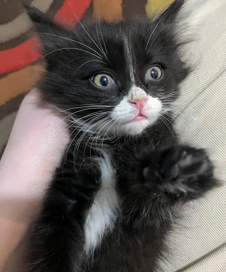 واگذاری گربه|گربه|قزوین, |دیوار