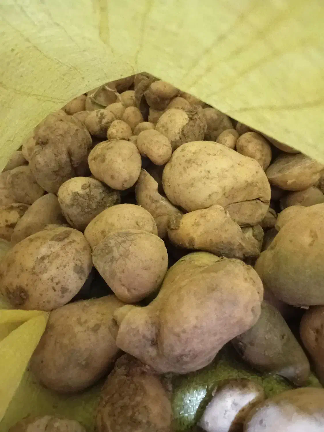 خوراک دام|لوازم جانبی حیوانات|فیروزآباد (لرستان), |دیوار