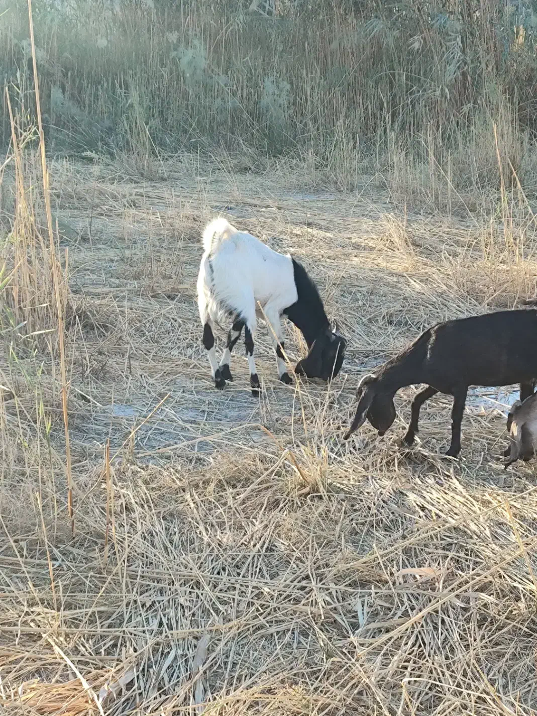 بز افغانی نر|حیوانات مزرعه|خرمشهر, |دیوار