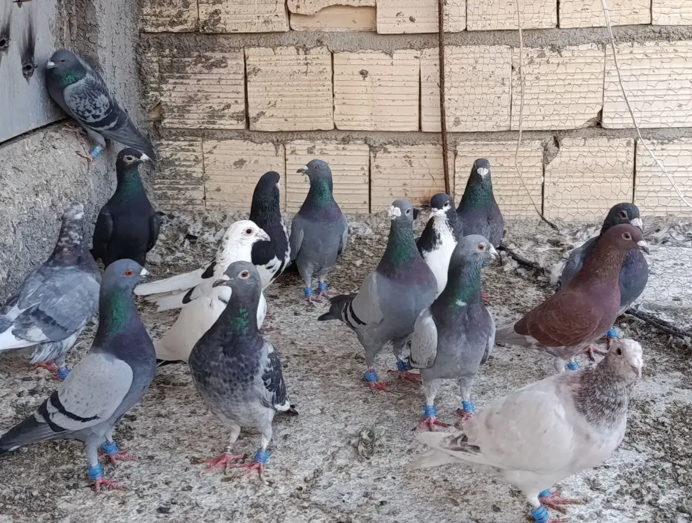 پلاکی بیرونی|پرنده|شیراز, شیخ علی چوپان|دیوار