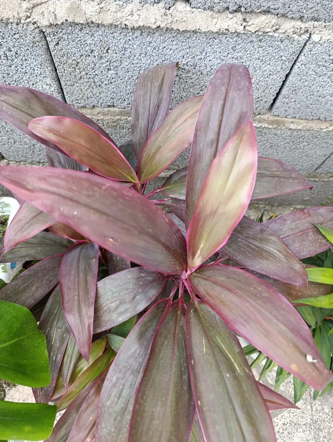 گل کردلین|گل و گیاه طبیعی|رشت, حومه رشت|دیوار