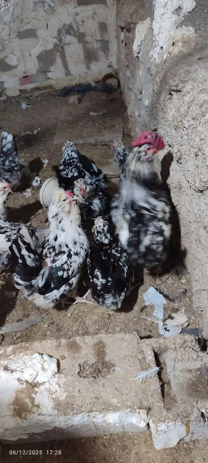 تخم مرغ گلین|حیوانات مزرعه|دلوار, |دیوار