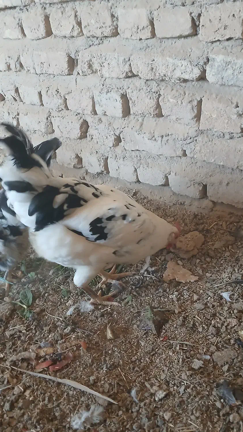 مرغ گلین|حیوانات مزرعه|برخوار, |دیوار