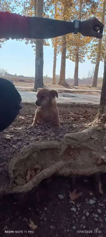 پاپی نژاد دار|سگ|نجف‌آباد, شیخ بهایی|دیوار