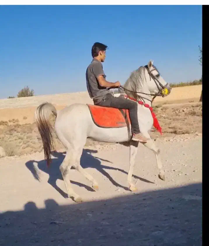 اسب|اسب و تجهیزات اسب‌سواری|شاهین‌شهر, شهرک منازل چوبی|دیوار