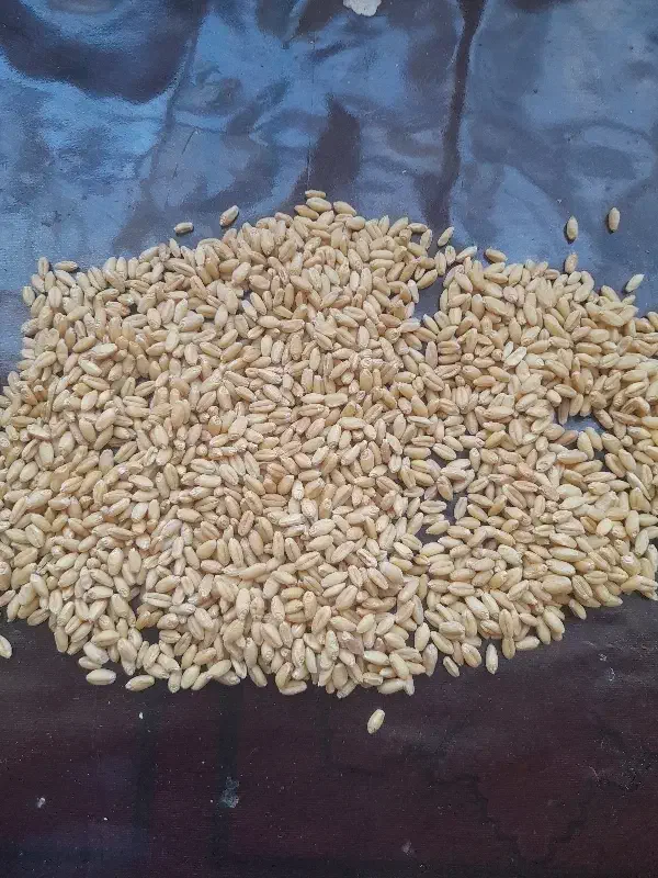 گندم|عمده‌فروشی|بجنورد, |دیوار