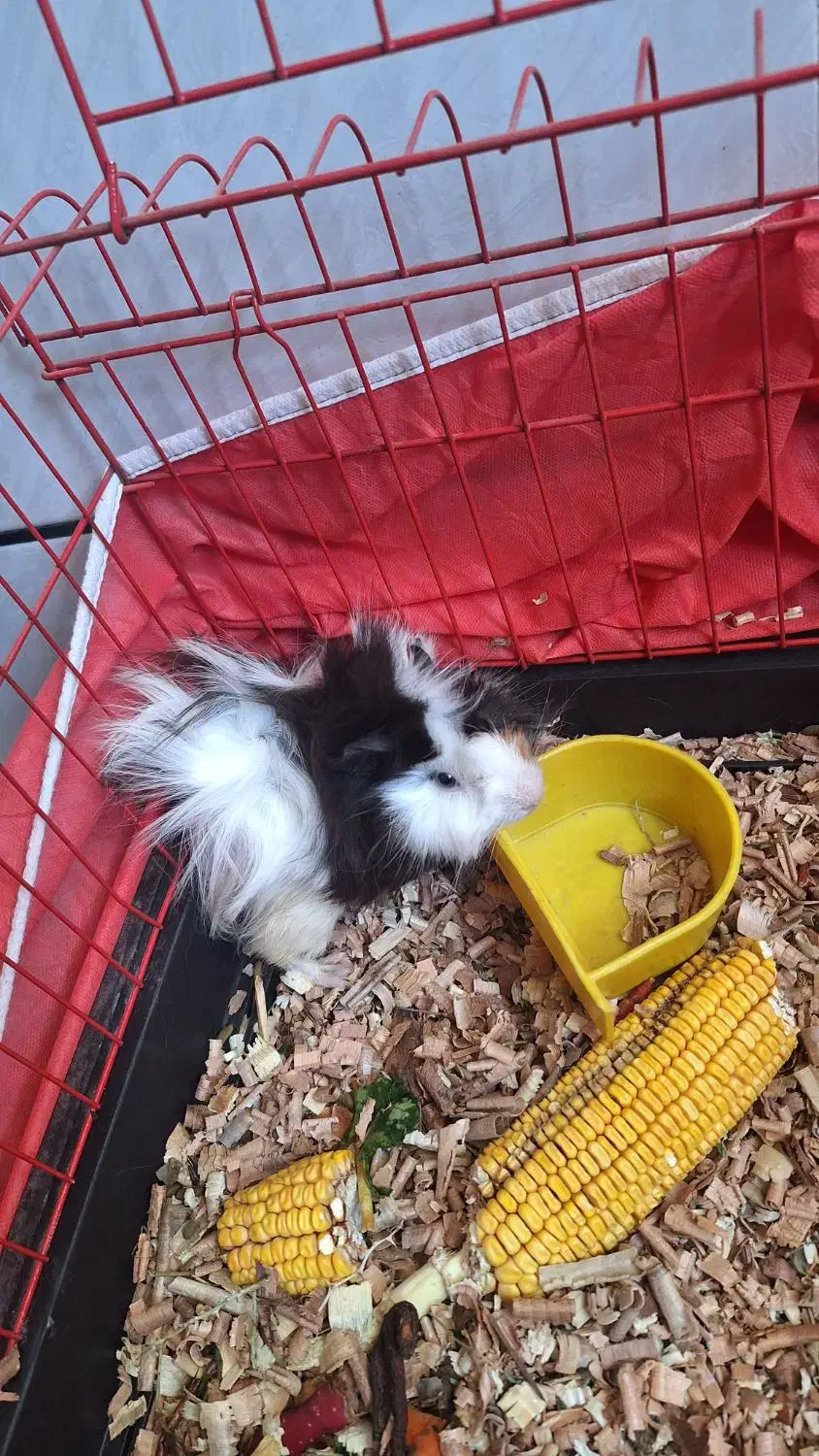 خوکچه  هندی|موش و خرگوش|کاشان, آیت الله سعیدی|دیوار