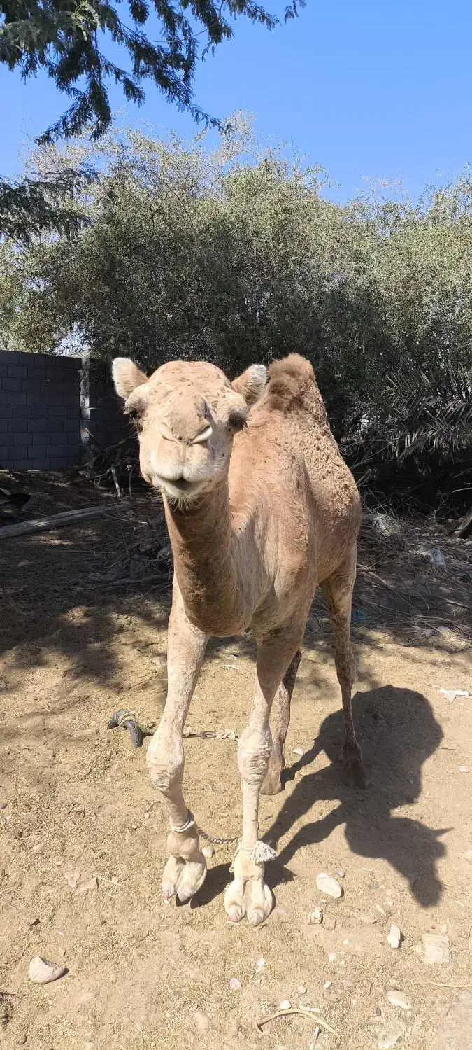 شتر دوساله|حیوانات مزرعه|قلعه قاضی, |دیوار