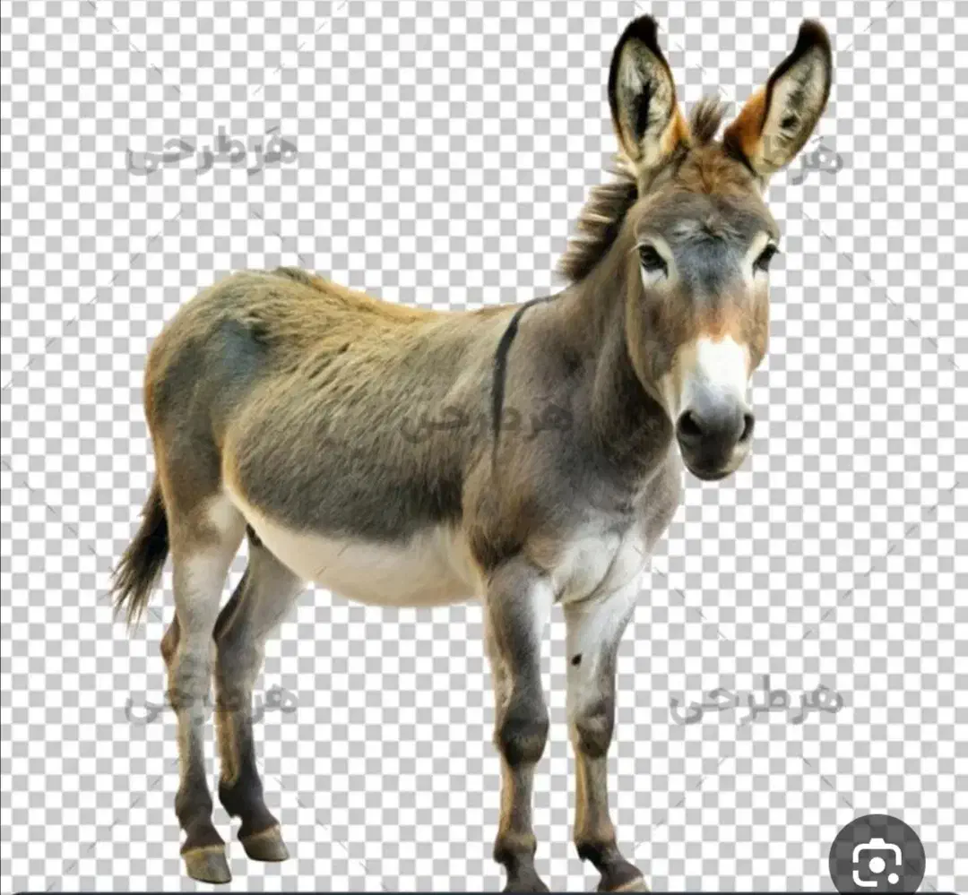 شیر الاغ|خوردنی و آشامیدنی|قم, قلعه کامکار|دیوار