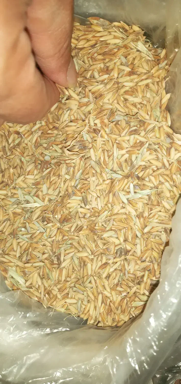 شلتوک خشک شده بذری|خوردنی و آشامیدنی|اهواز, اسماعیلیه|دیوار