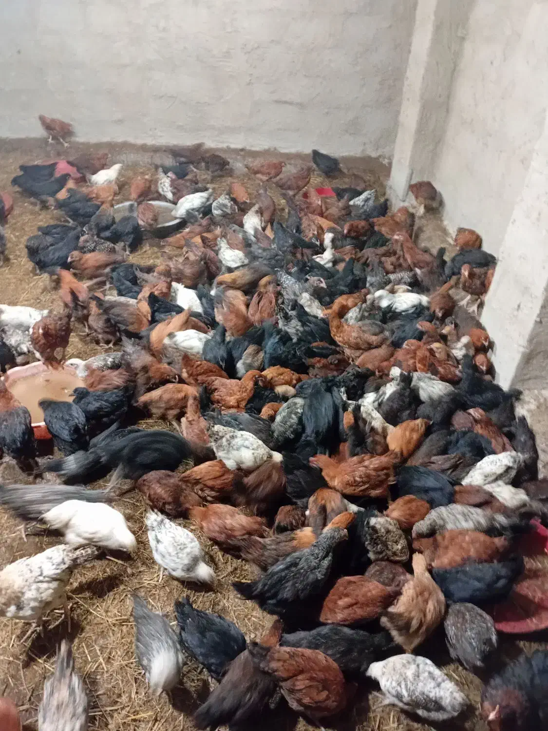 ۱۷۰۰۰۰|حیوانات مزرعه|شفت, |دیوار