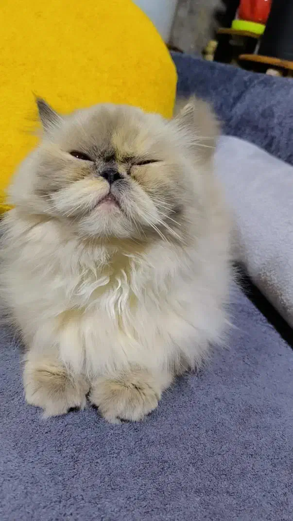 گربه هیمالین یک ساله|گربه|بندرعباس, |دیوار