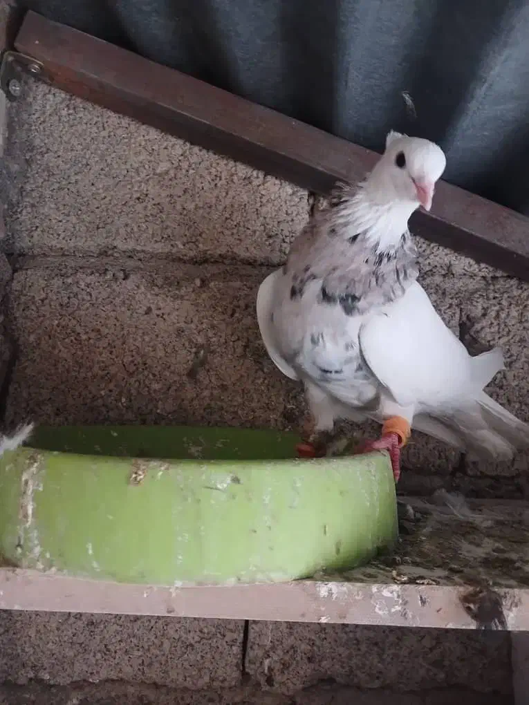 تعدادی طوقی|پرنده|شوش, |دیوار