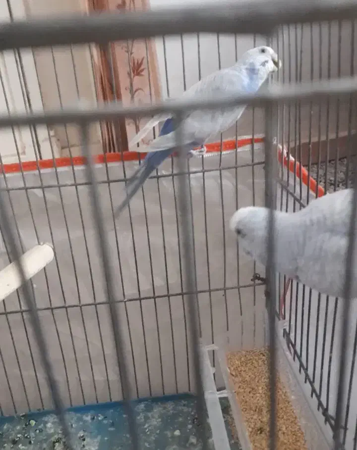 مرغ عشق|پرنده|صدرا-فارس, فاز ۲|دیوار