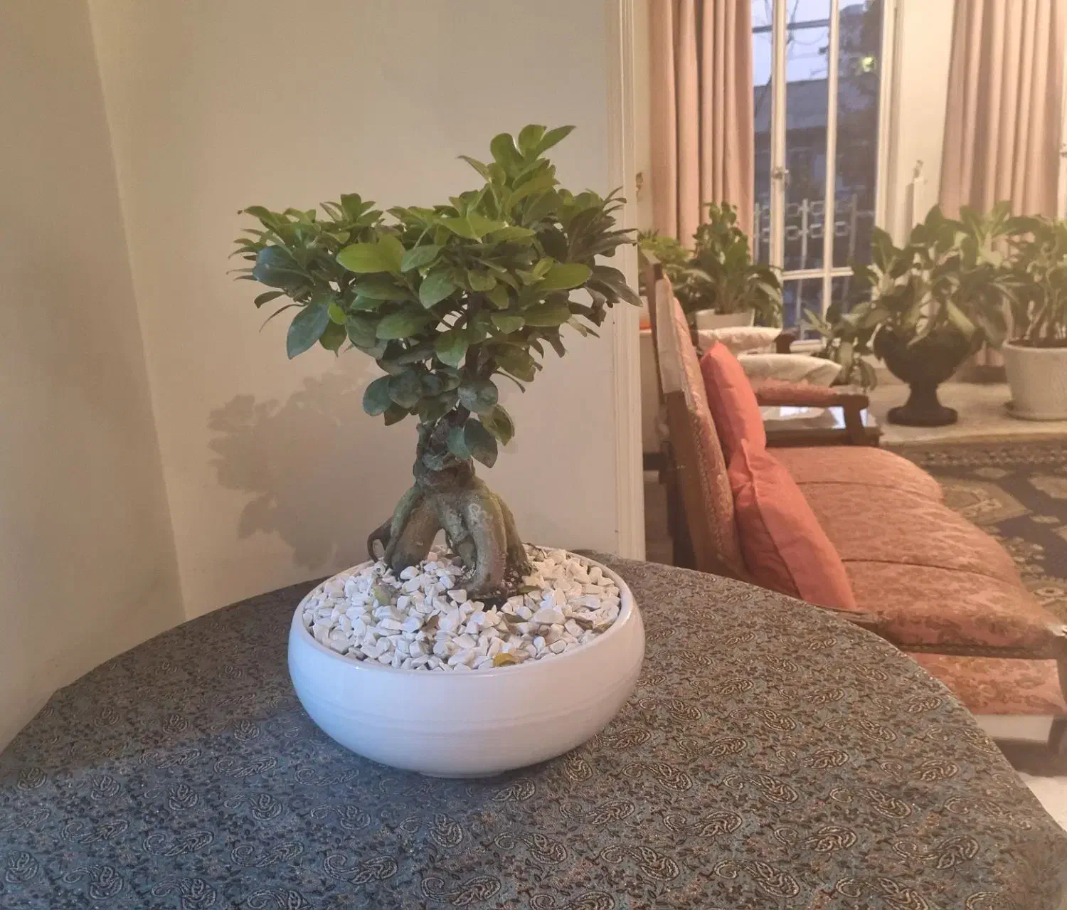 گل و گیاه طبیعی|گل و گیاه طبیعی|تهران, امانیه|دیوار