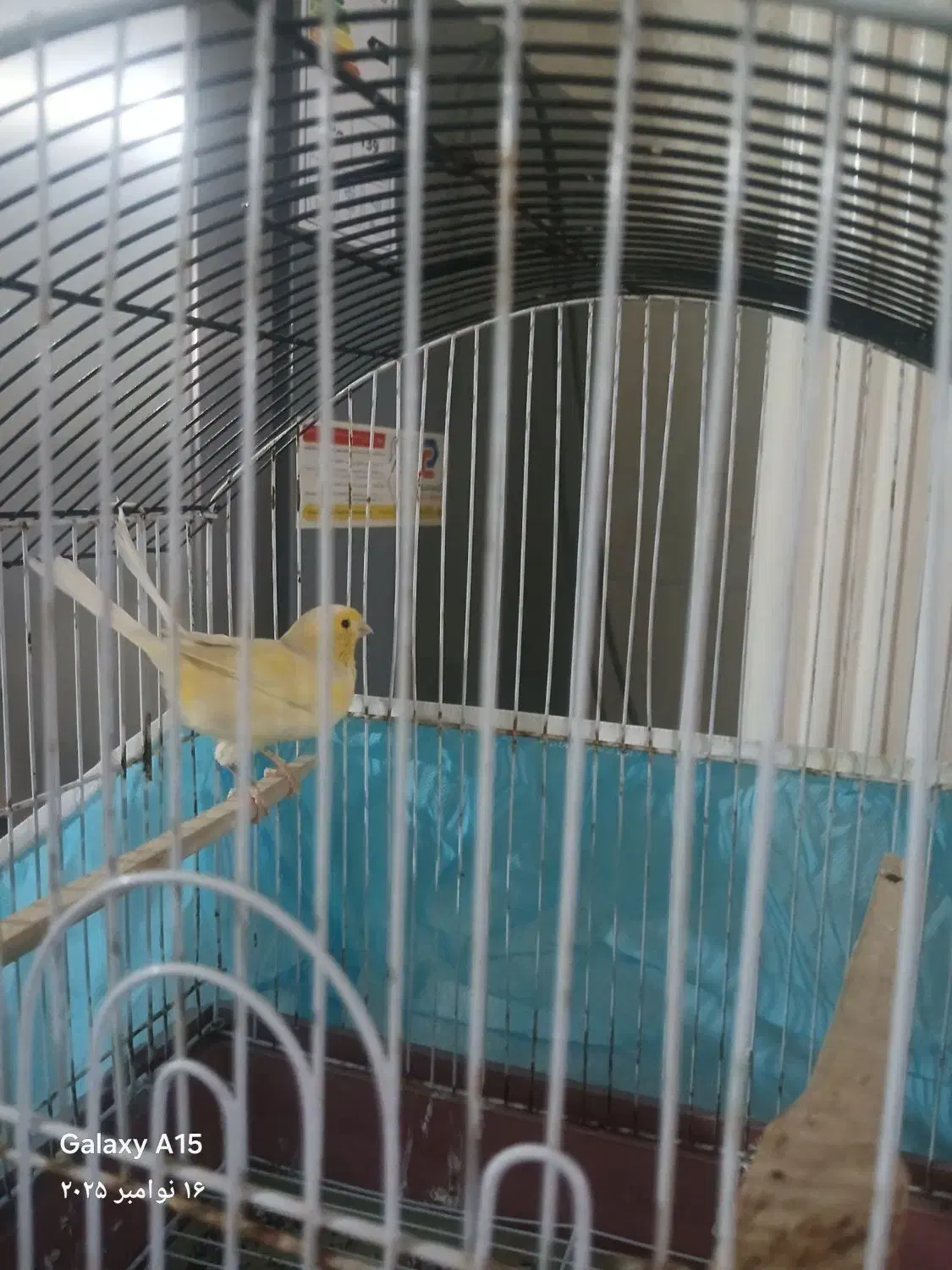 قناری ماده|پرنده|نسیم‌شهر, |دیوار