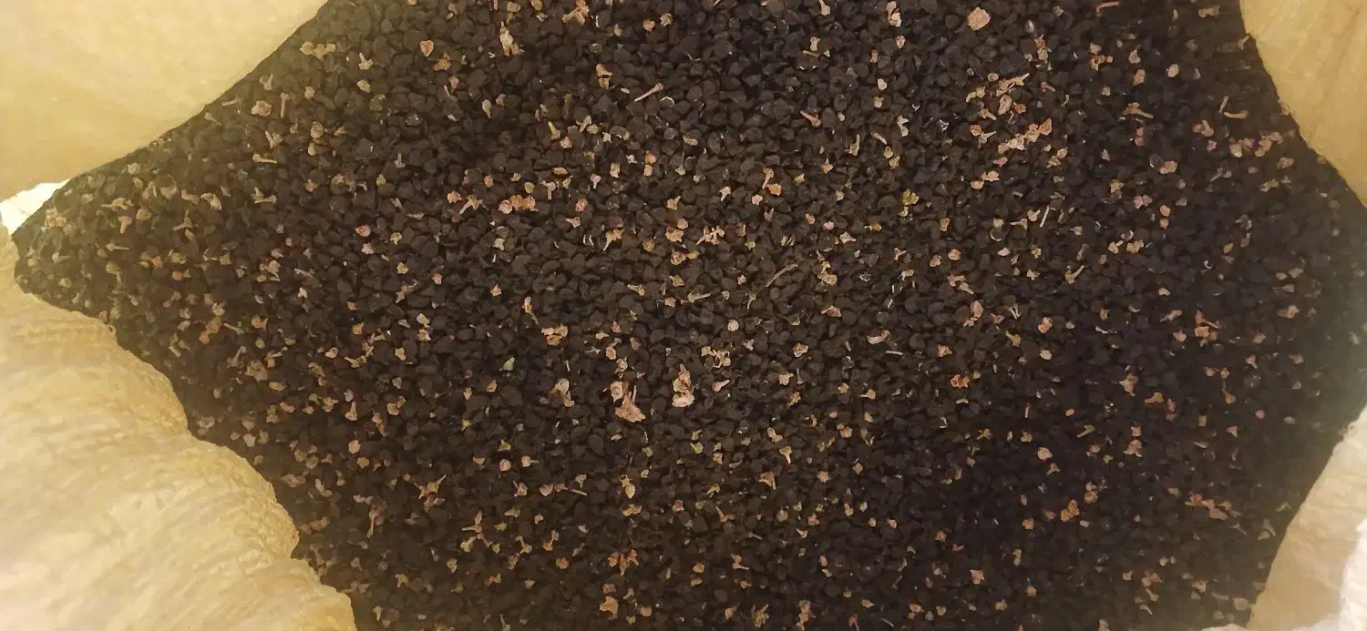 بذر پیاز قرمز|گل و گیاه طبیعی|کرمانشاه, |دیوار