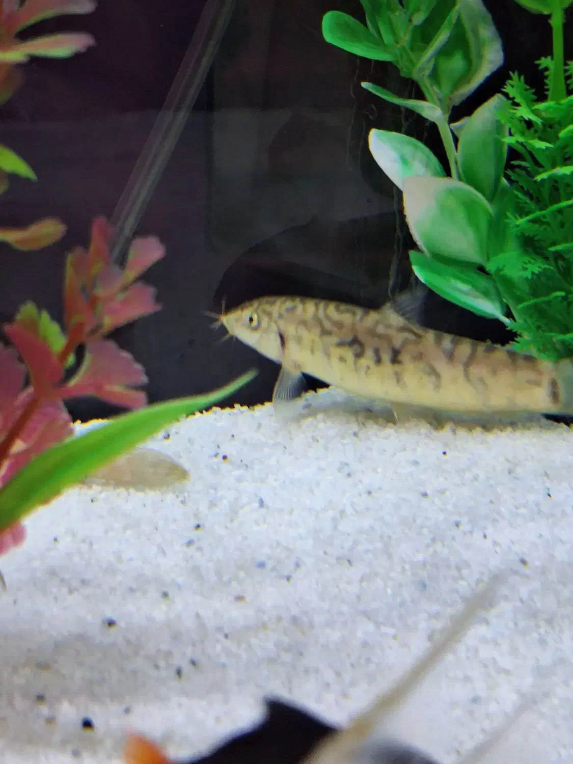 لوچ کماندو یا پاکستانی /آکواریوم/گل و گیاه|ماهی|مشهد, کوثر|دیوار