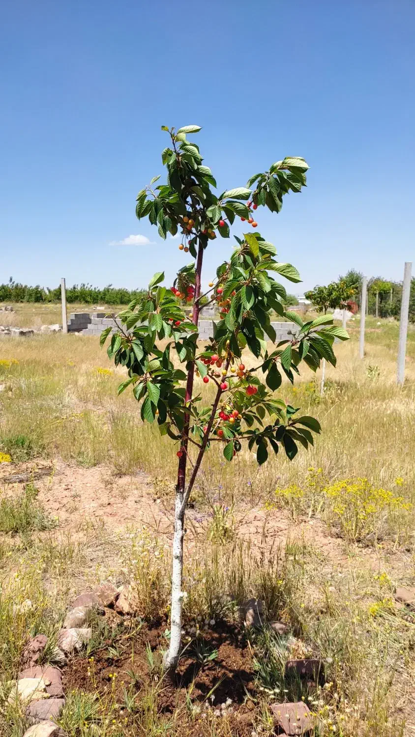 فروش ومعاوضه زمین ویلایی ۴۵۳متر مزرعه|فروش زمین و ملک کلنگی|صوفیان, |دیوار