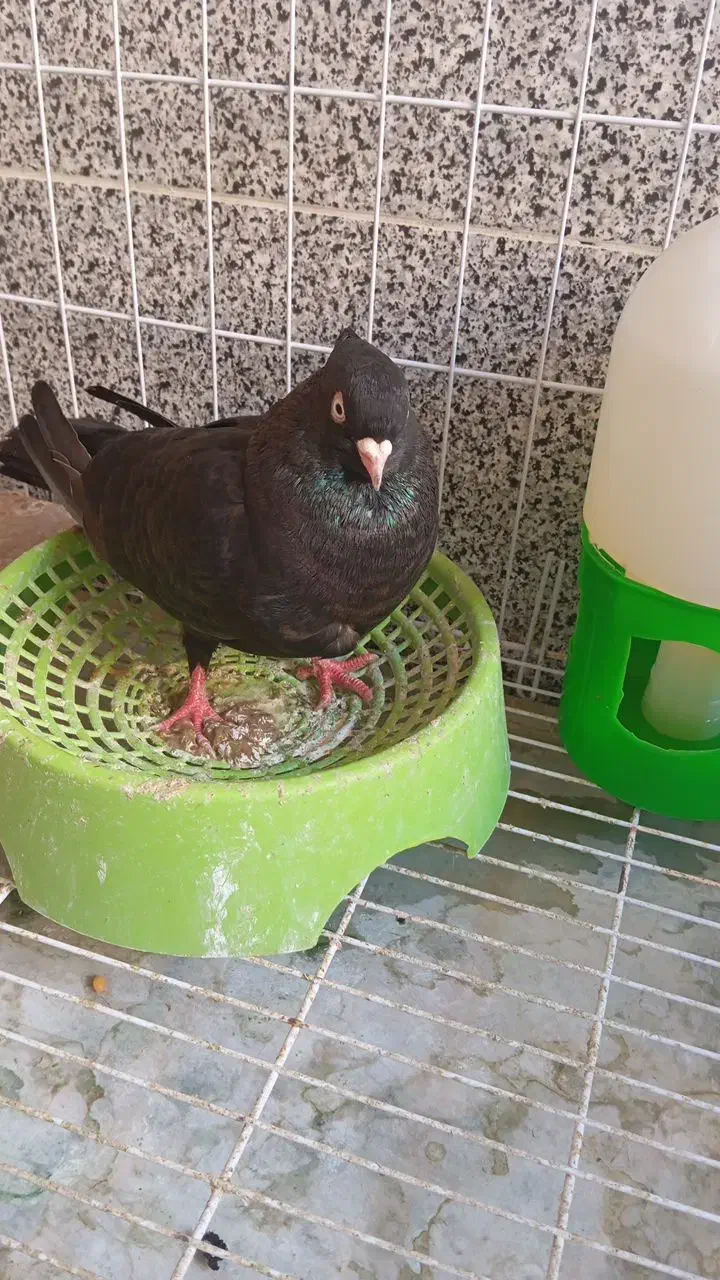 کفتر سربندر|حیوانات|بندر امام خمینی, |دیوار