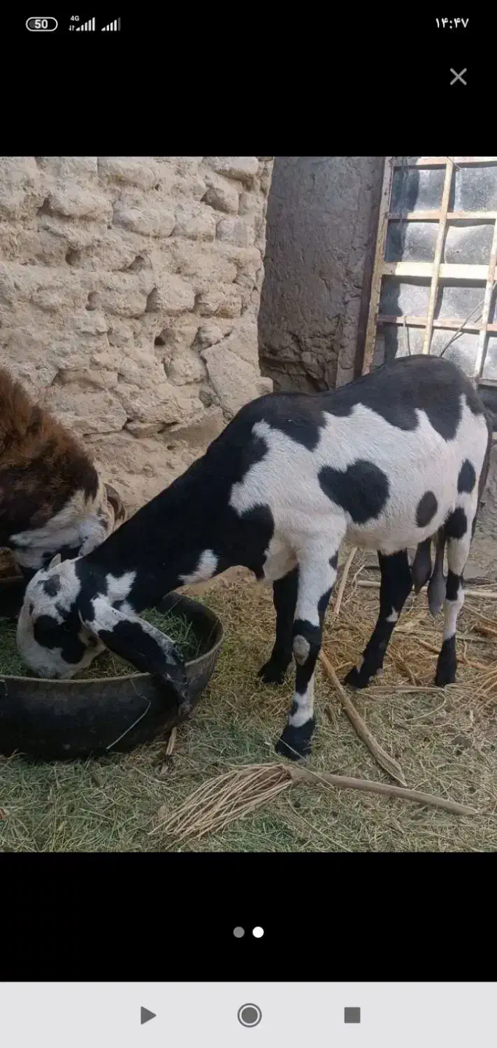 فروش بز پنجاب|حیوانات مزرعه|سراوان, |دیوار