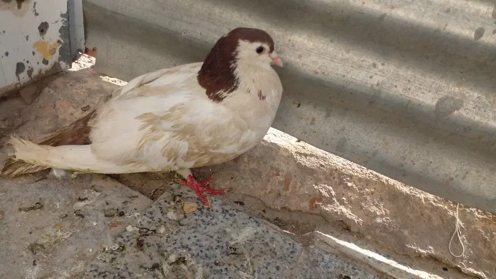 کفتر خال دم|پرنده|شیروان (خراسان), |دیوار