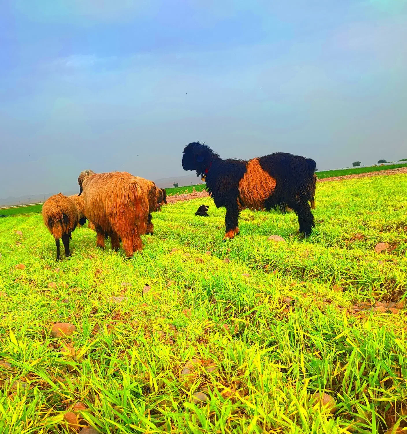 قوچ. کوه قوچ . نرمیش|حیوانات مزرعه|دزفول, |دیوار