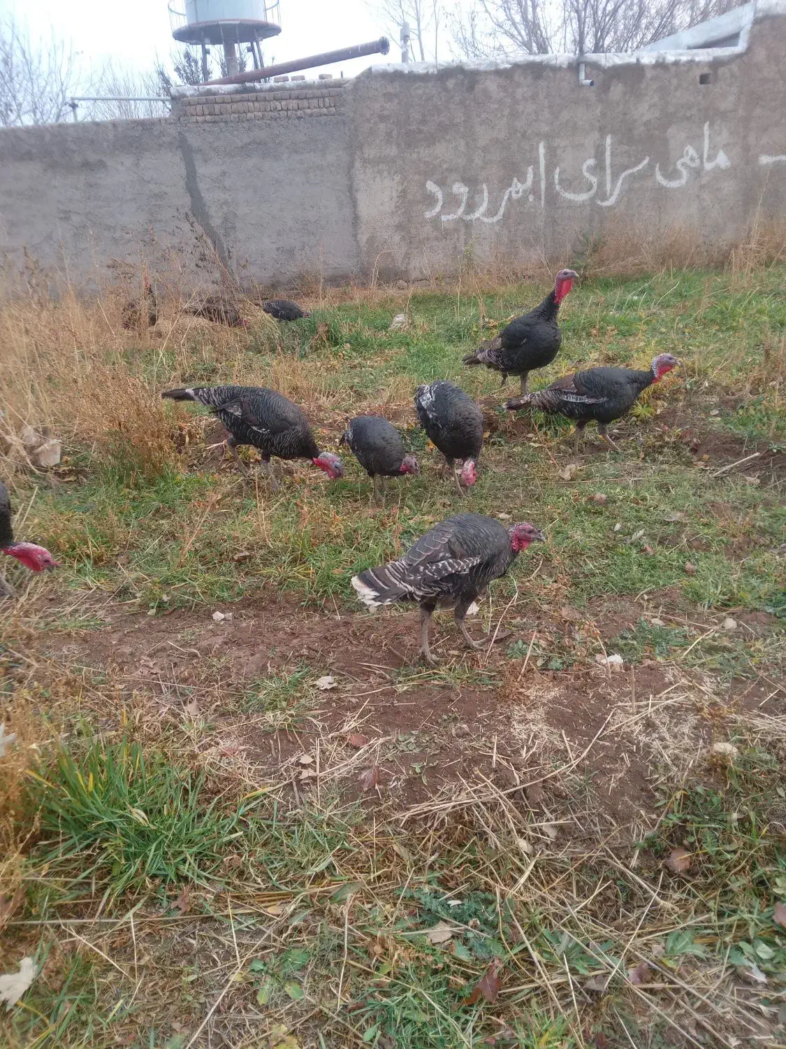 بوقلمون برنزه|حیوانات مزرعه|ابهر, |دیوار